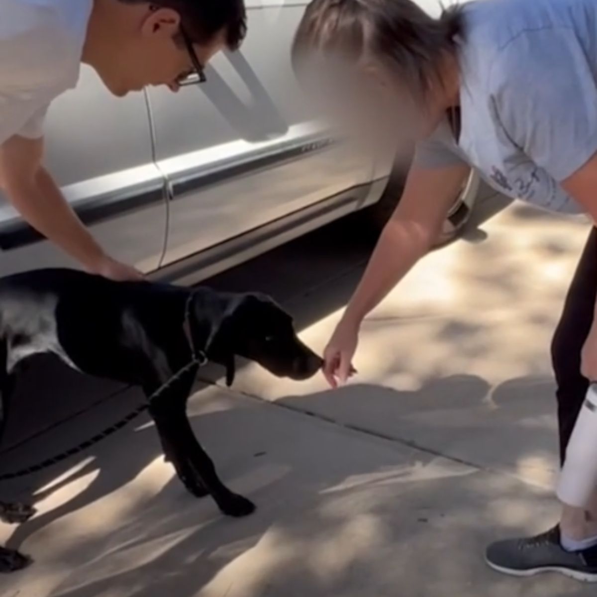 dog sniffing woman