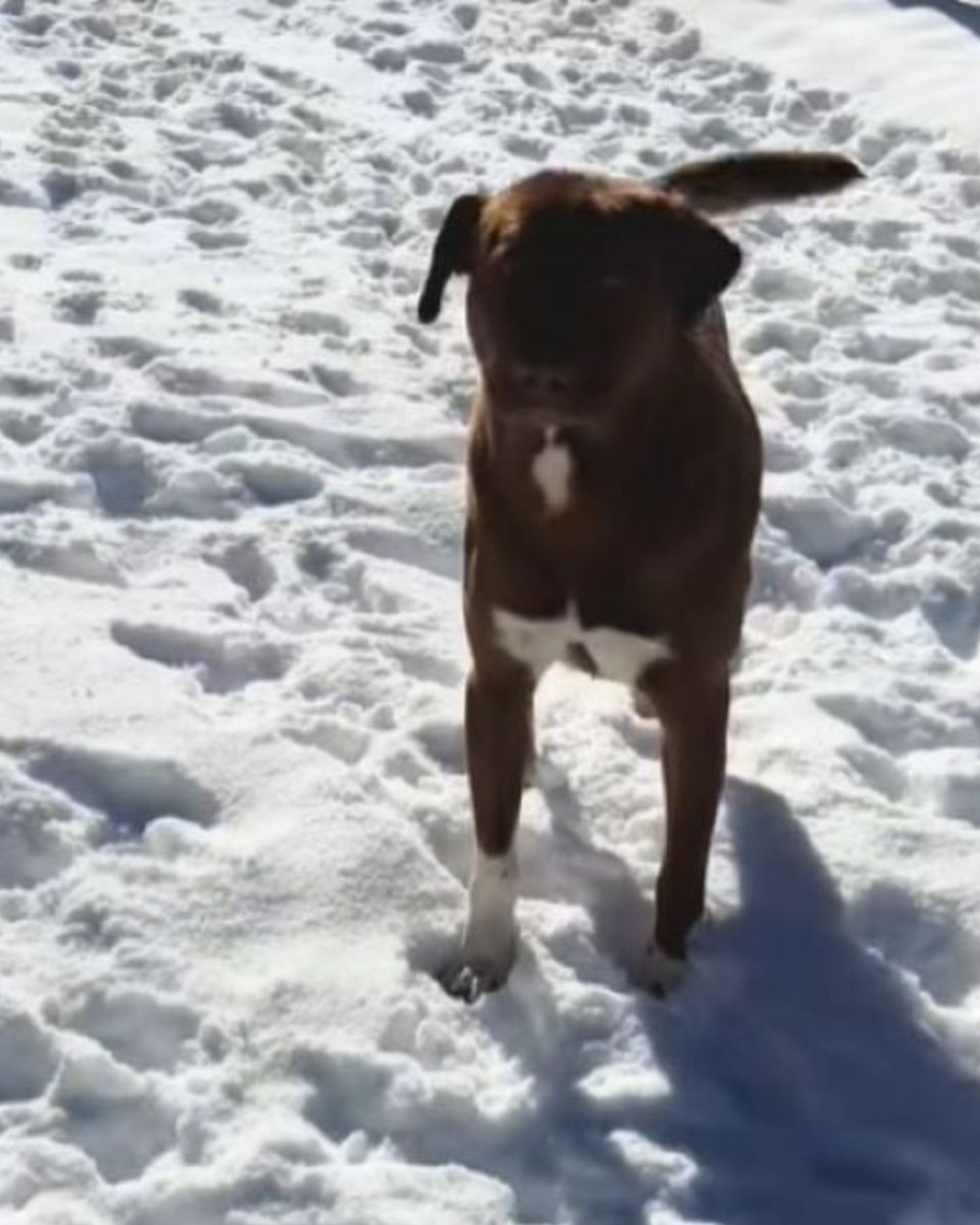 dog standing in the snow