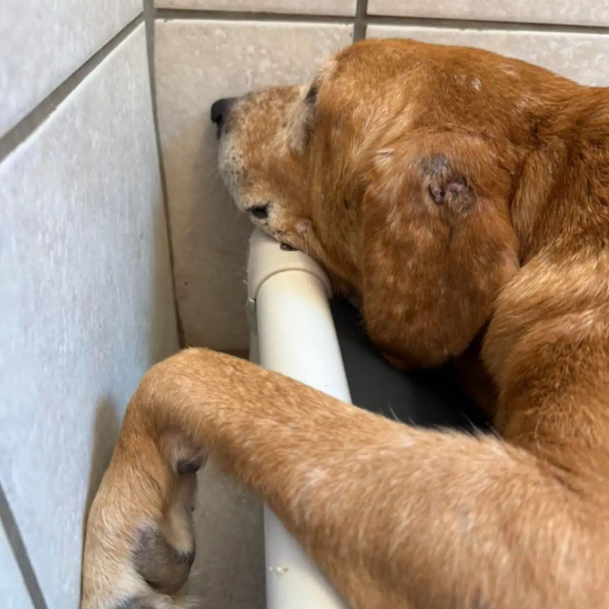 dog staring into a wall