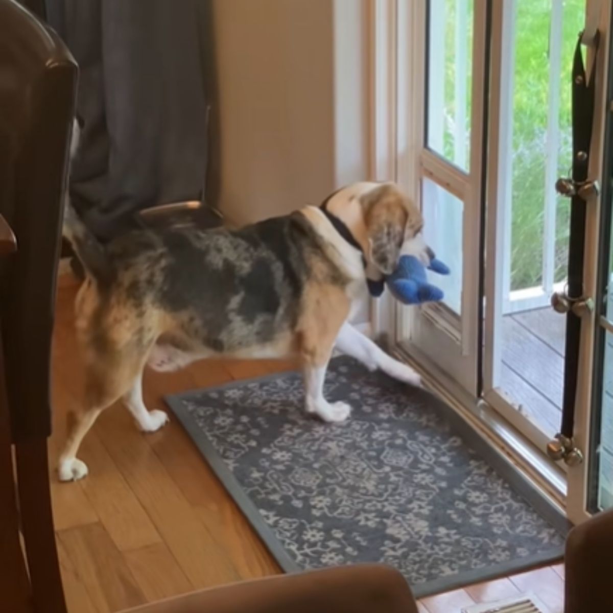 dog stealing toys