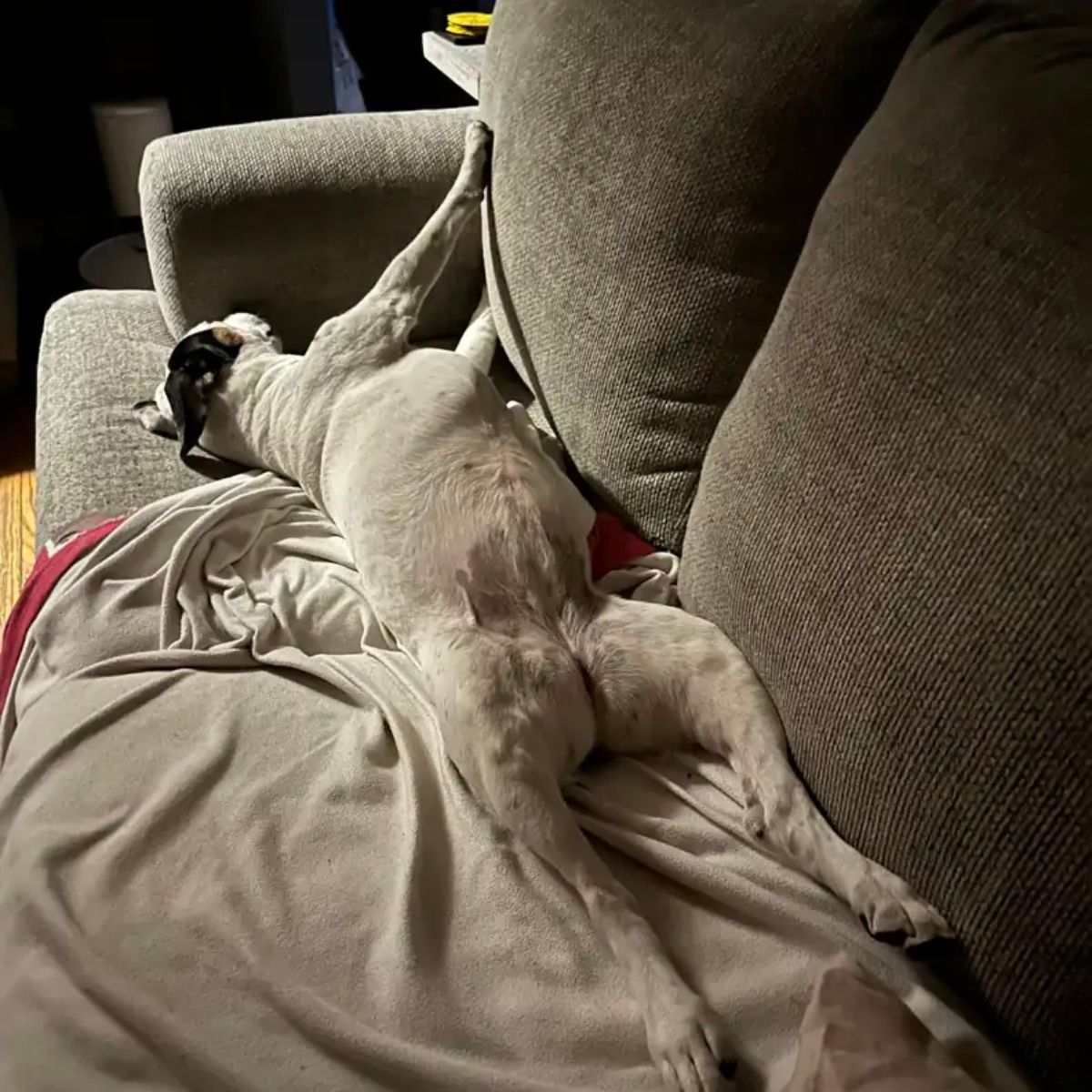 dog stretched out on the sofa