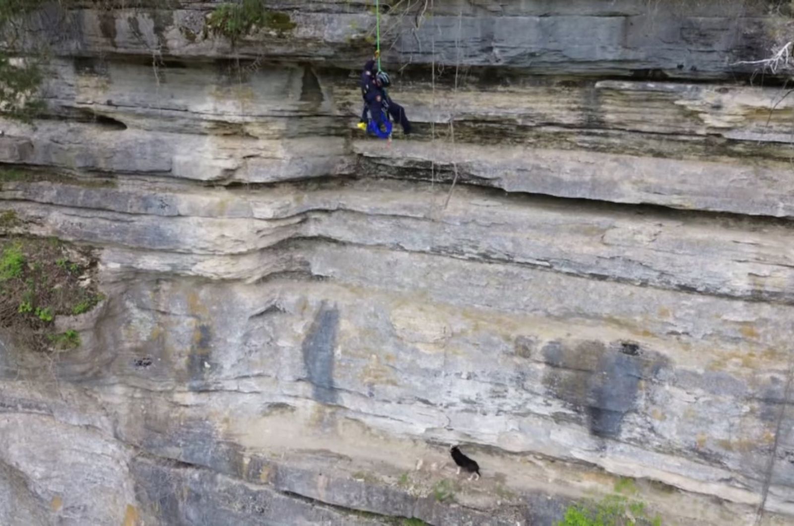 dog stuck on a cliff