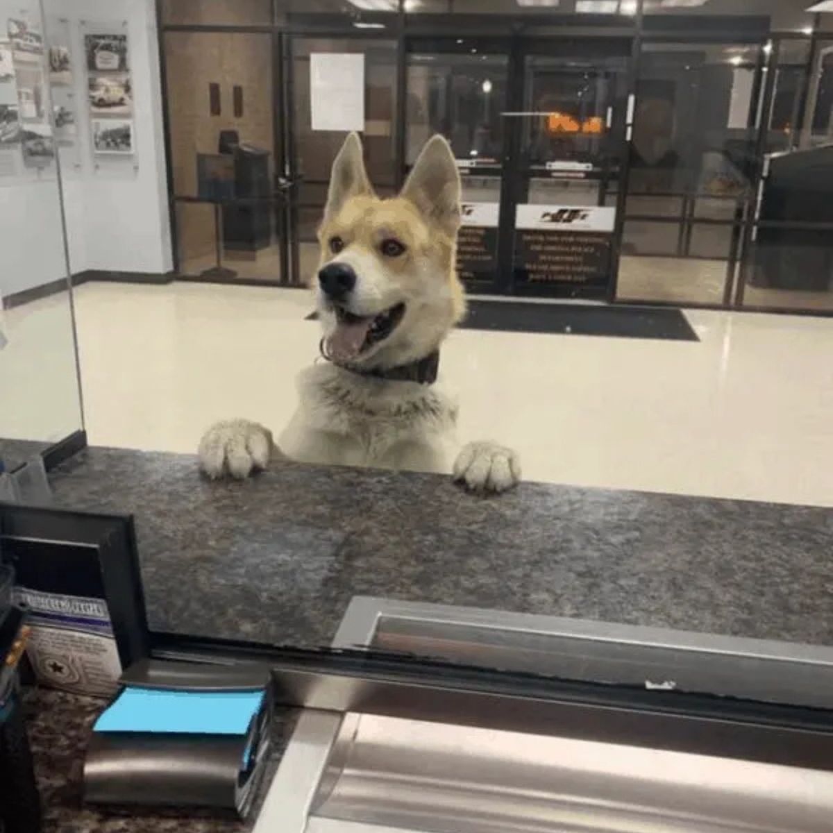 dog at the counter