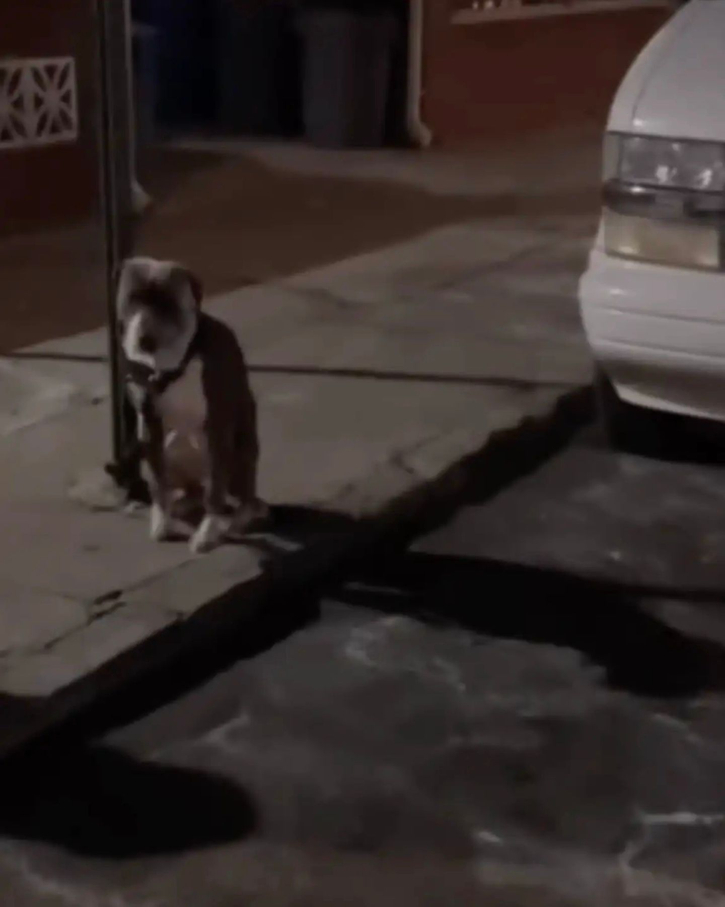 dog tied to a pole