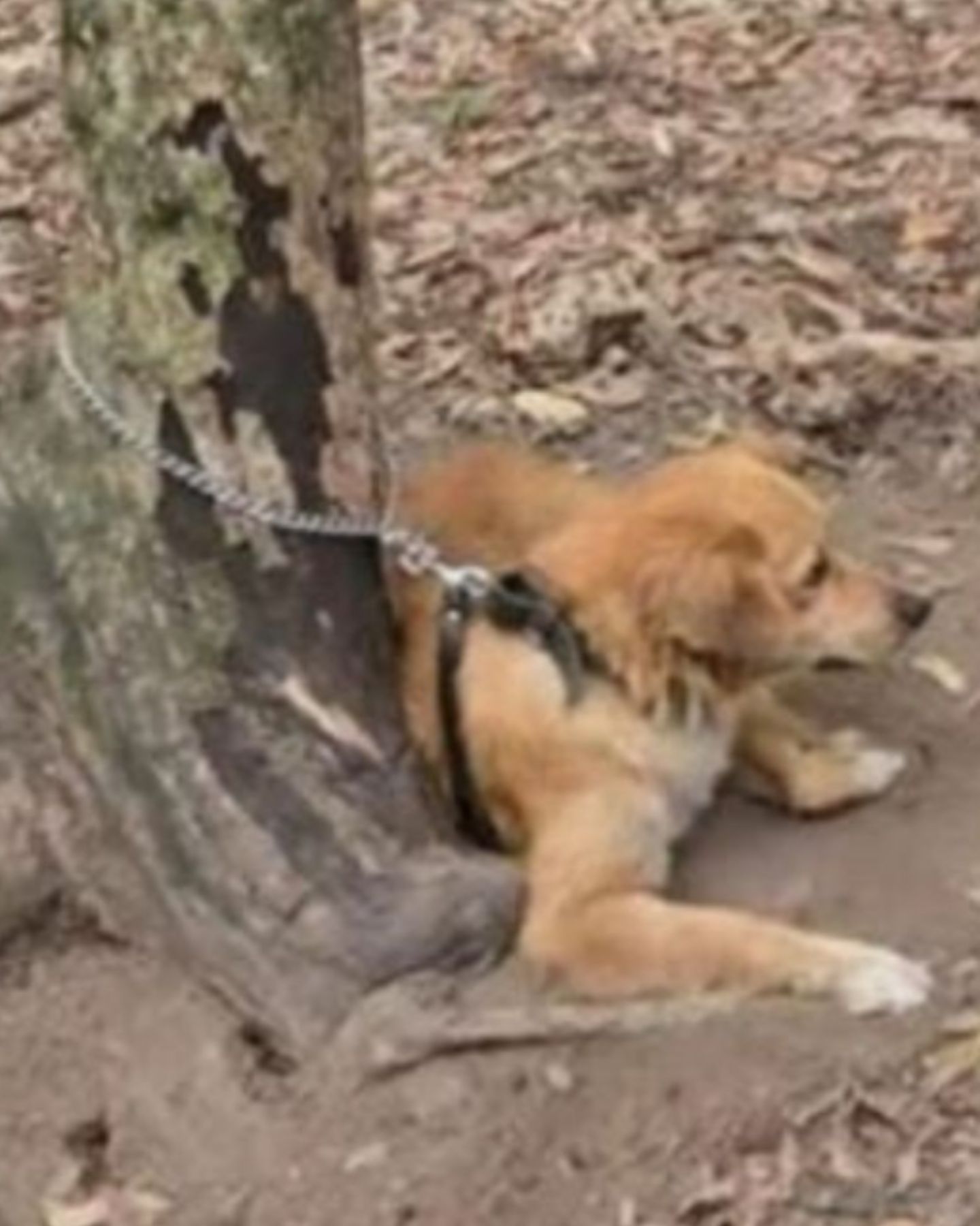 dog tied to a tree