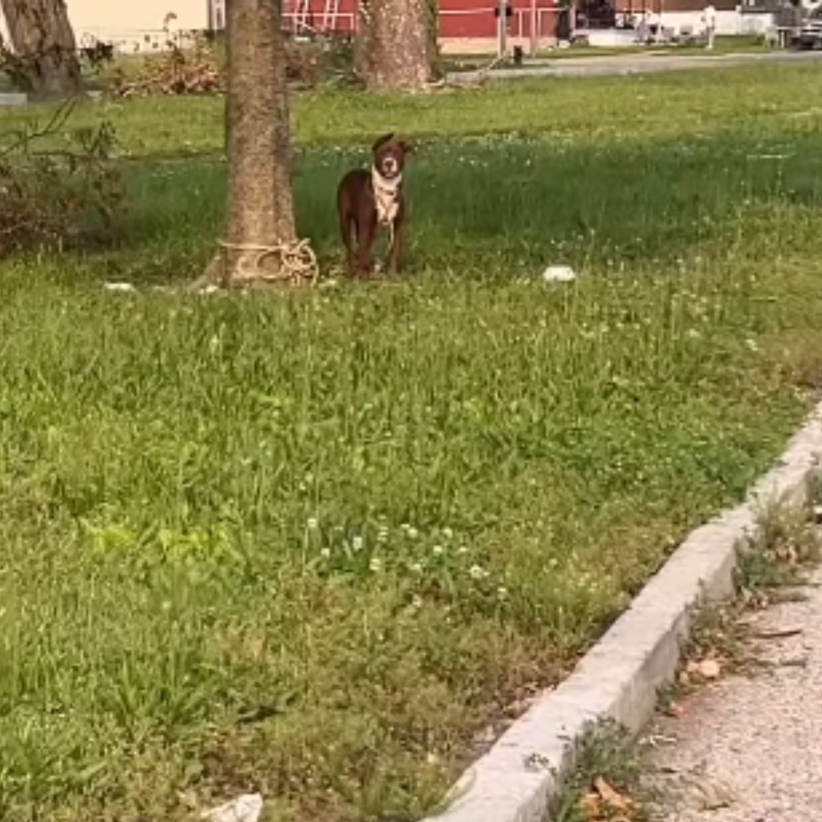 dog tied to tree