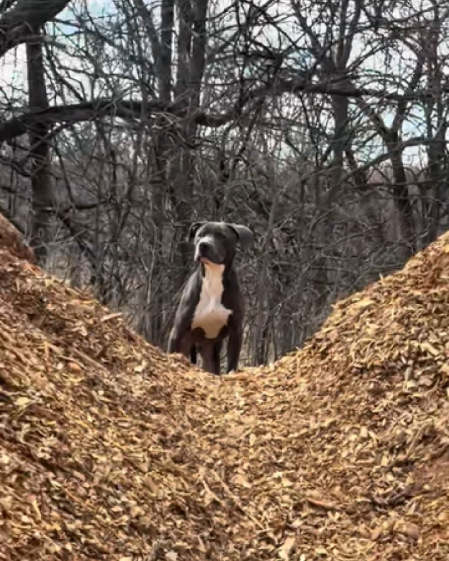 dog waiting on trail