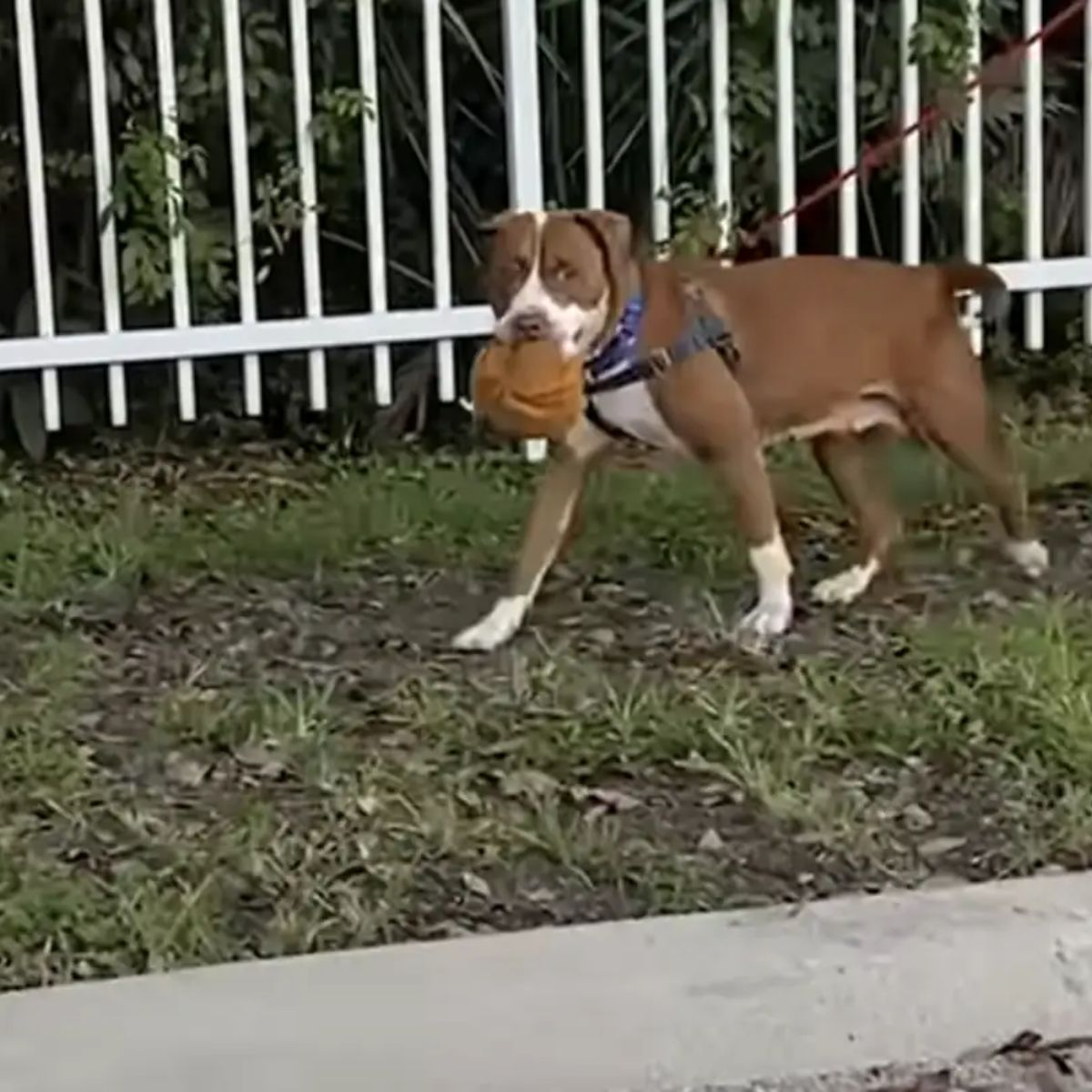 dog walks with a teddy bear in mouth