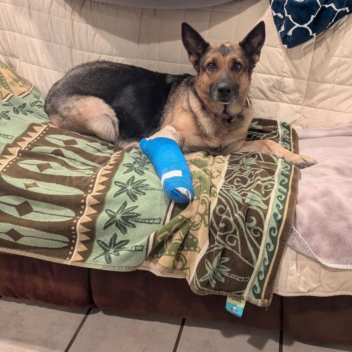 dog wearing a cast on leg