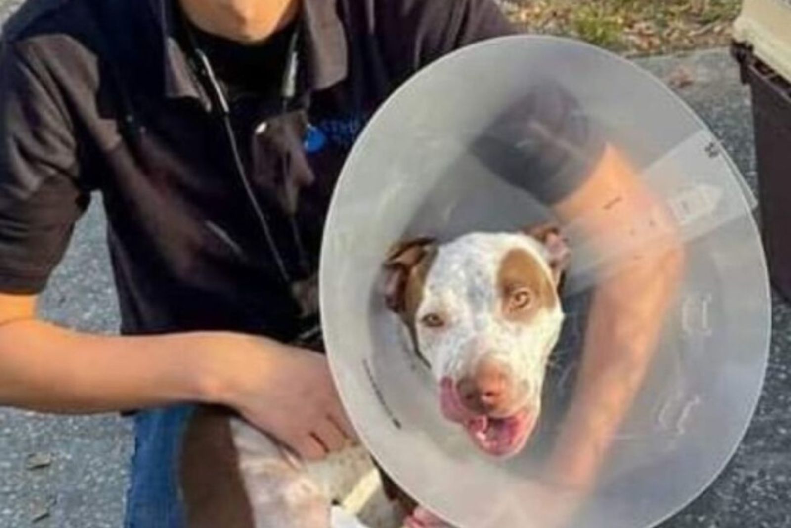 dog wearing a cone