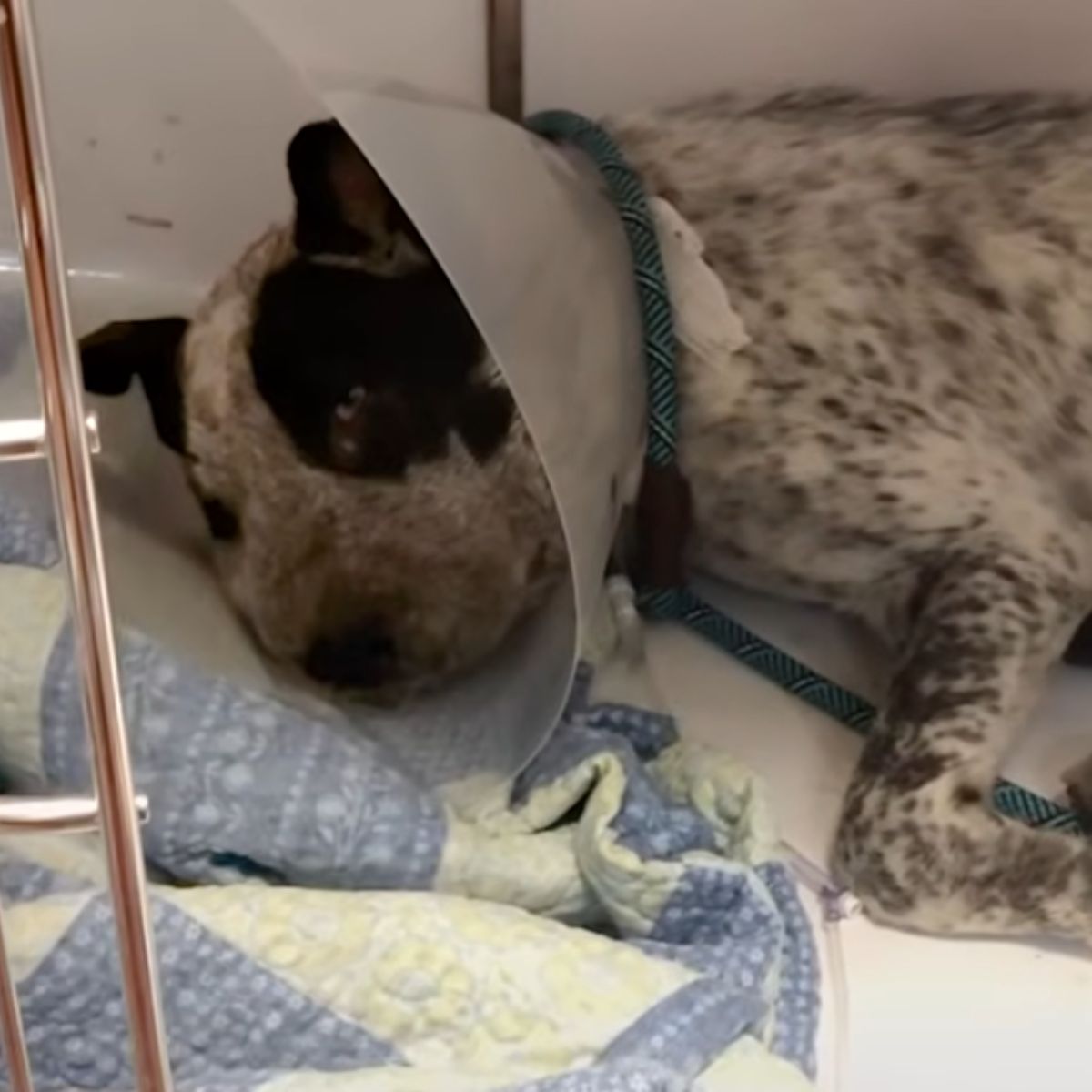dog wearing a cone