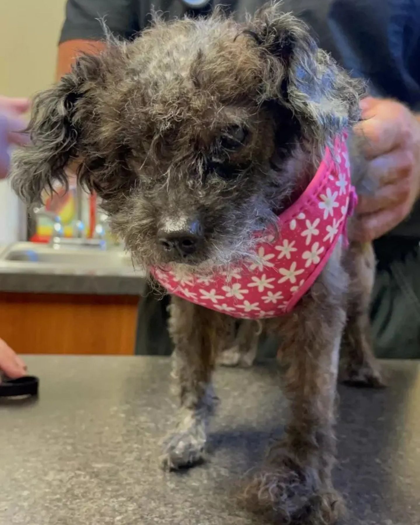 dog wearing a pink collar