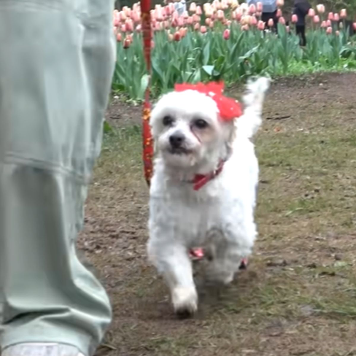 dog wearing a red bow
