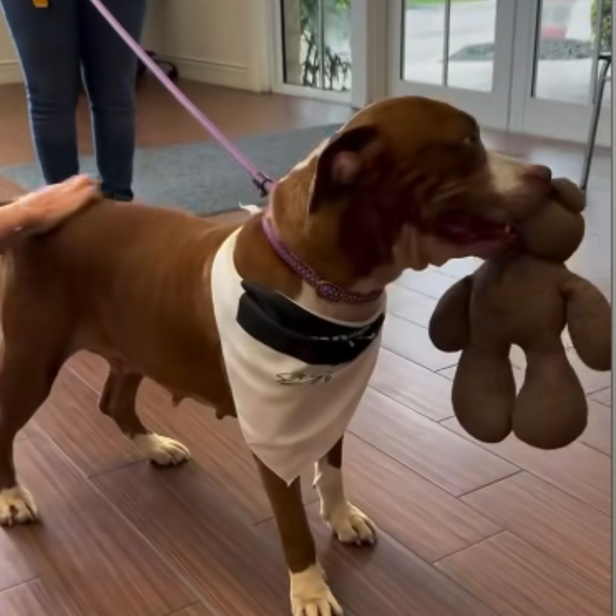 dog with a teddy bear in mouth