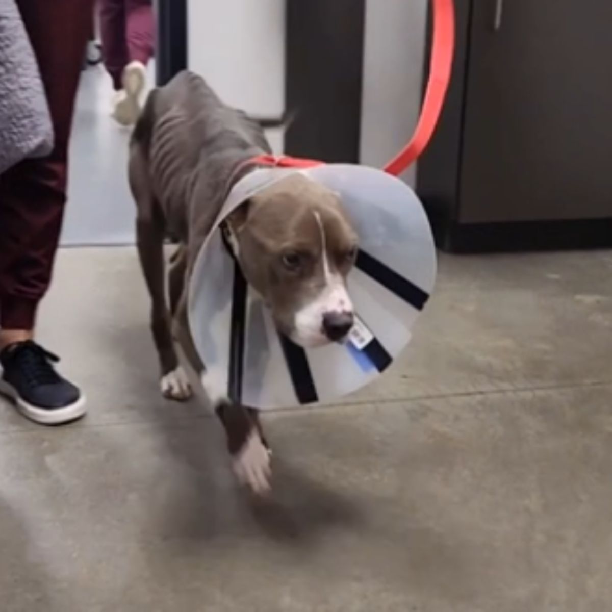 dog with a collar