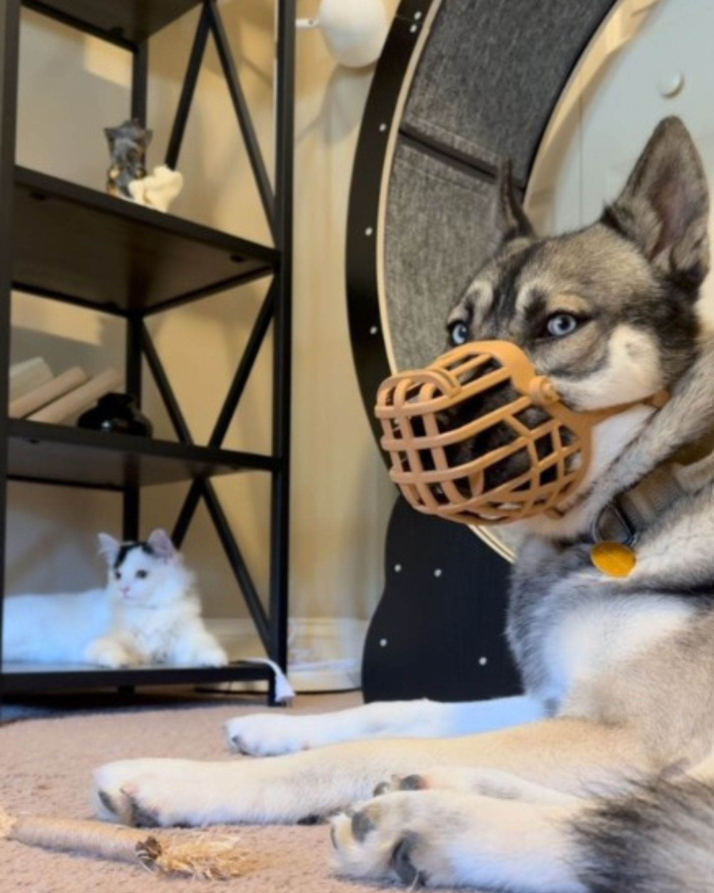dog with a muzzle and a white cat are lying down