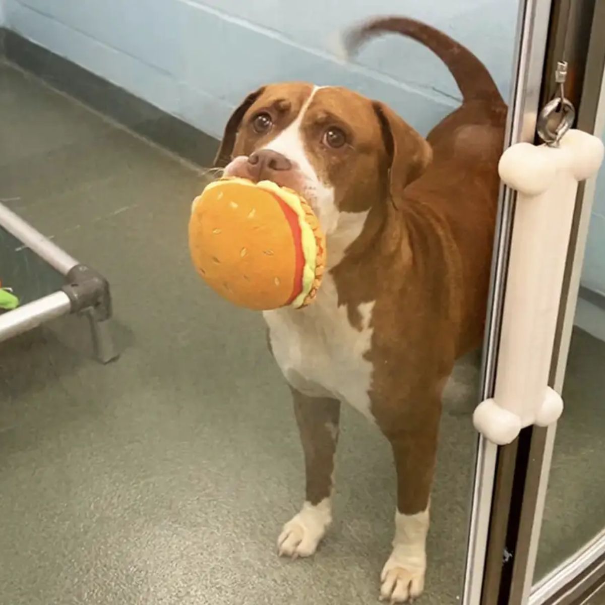 dog with a pleated hamburger in mouth