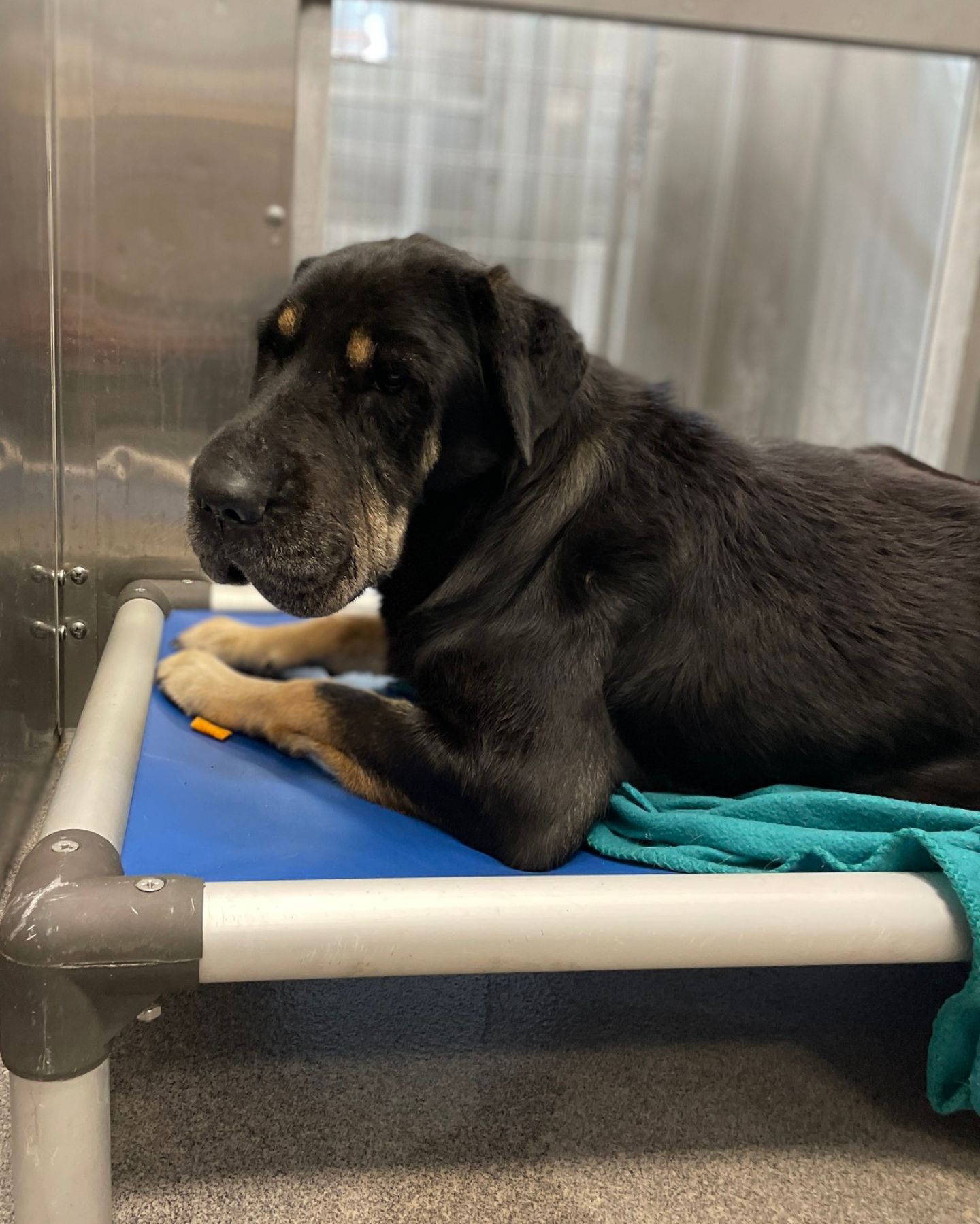 dog with a sad face from the shelter