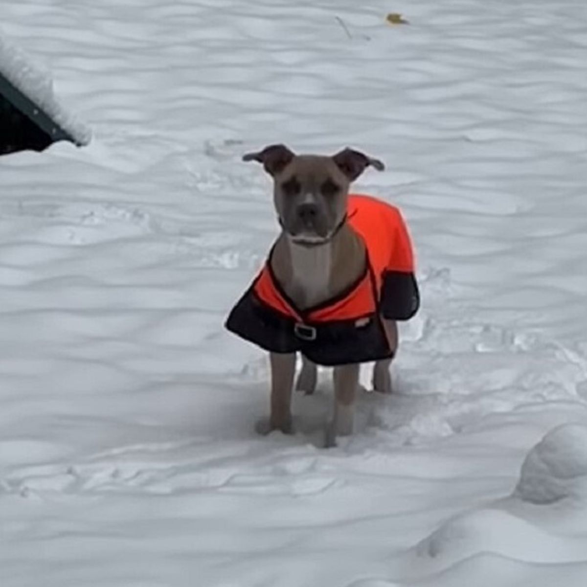 dog with a suit in the snow