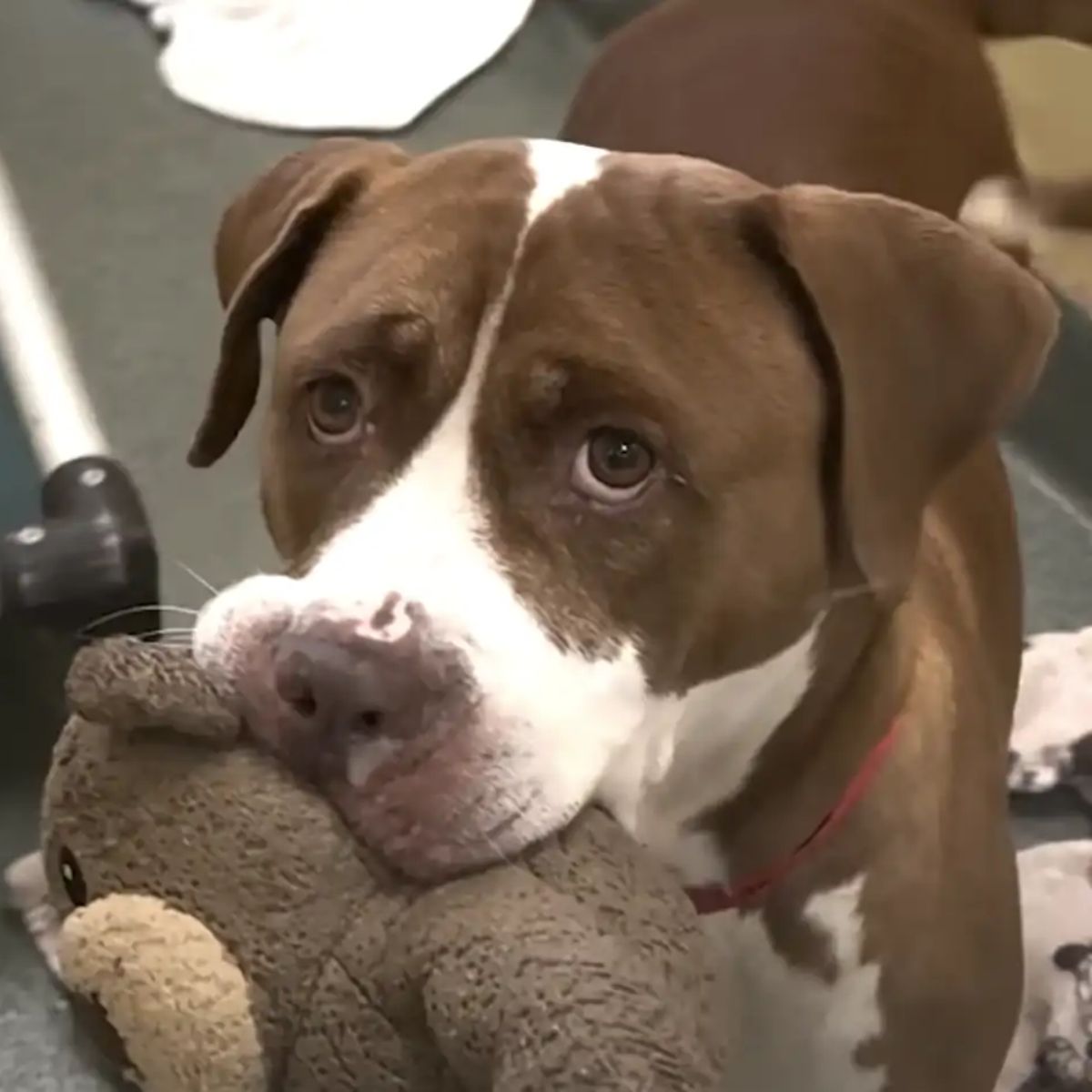 dog with a teddy bear in mouth
