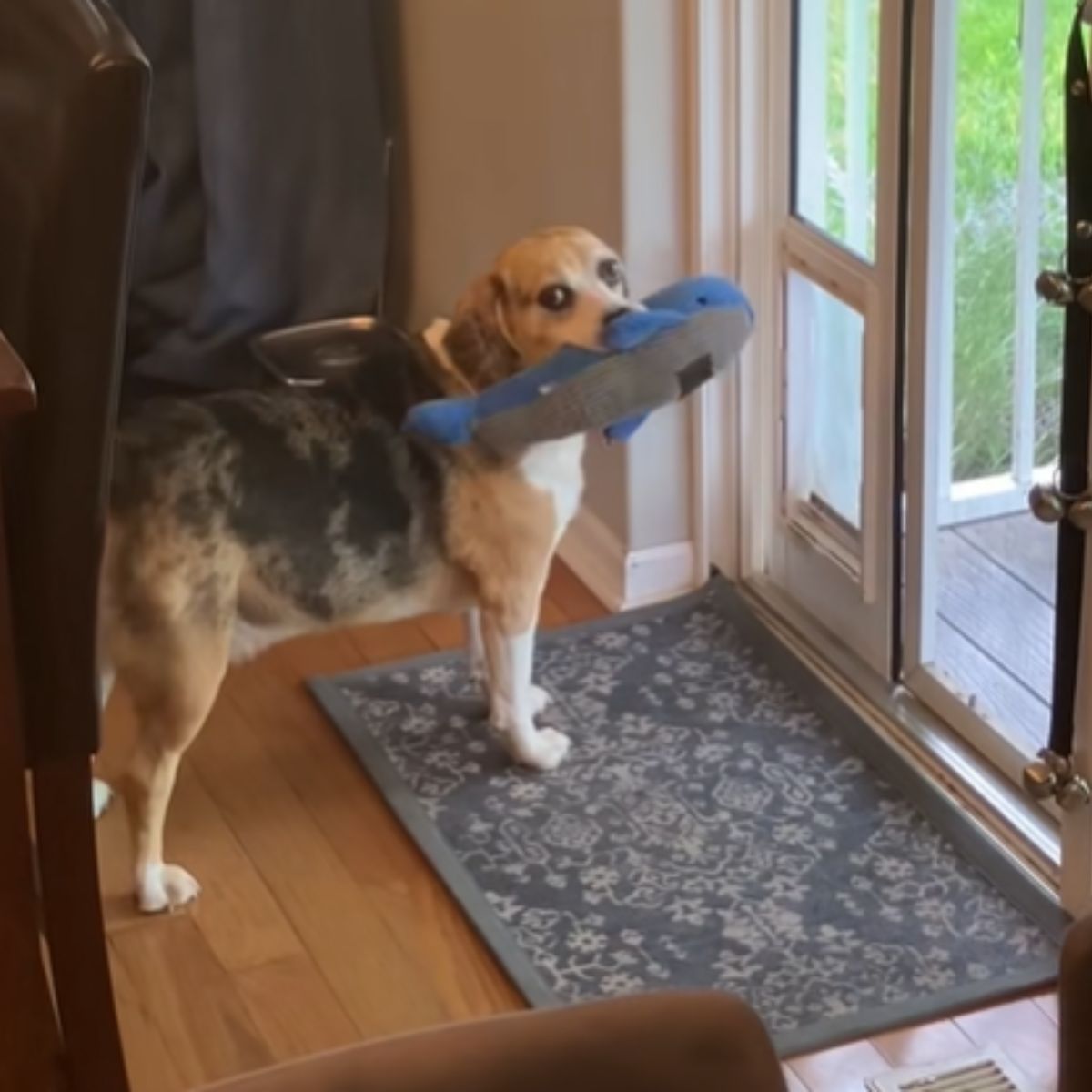 dog with a toy in its mouth