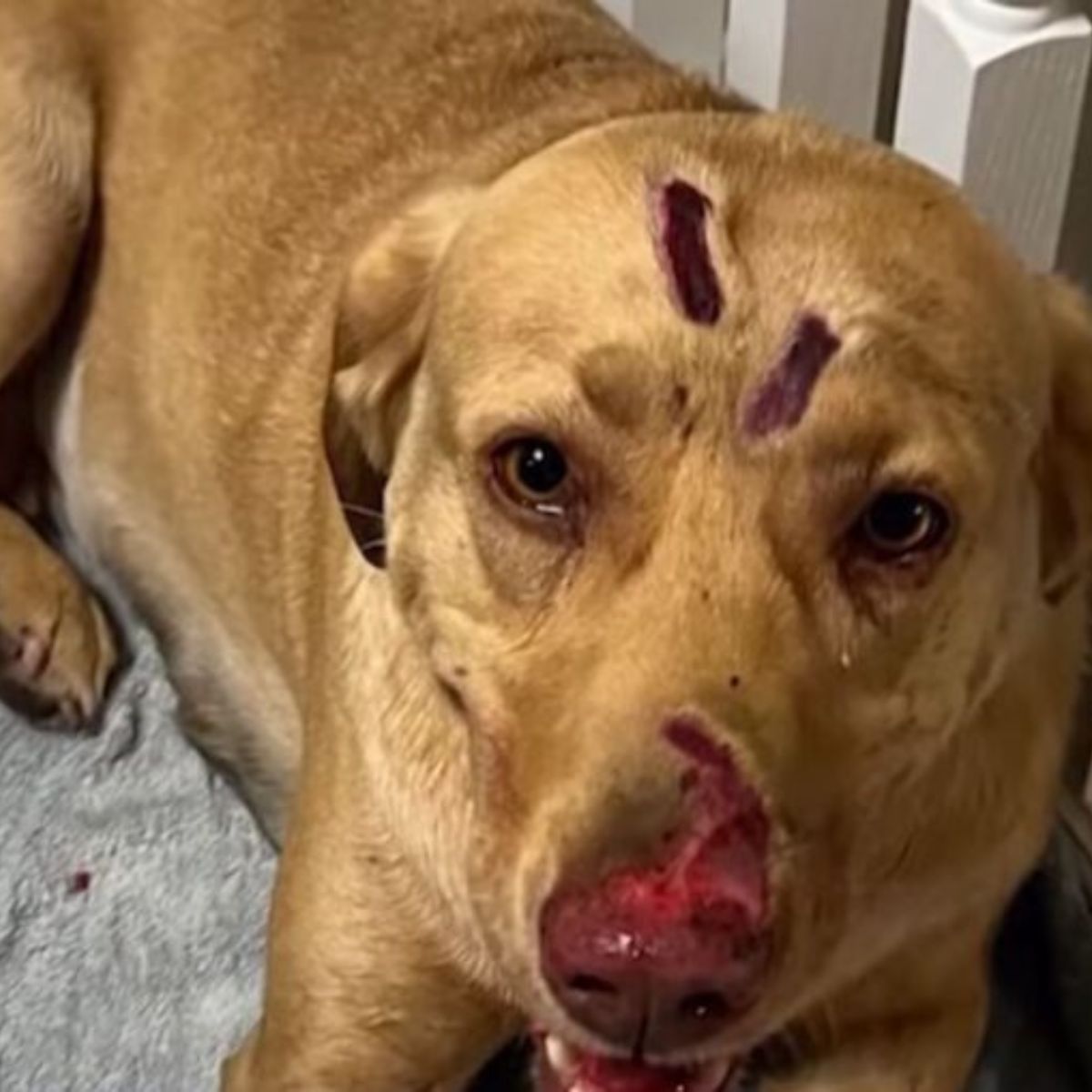 dog with bite marks