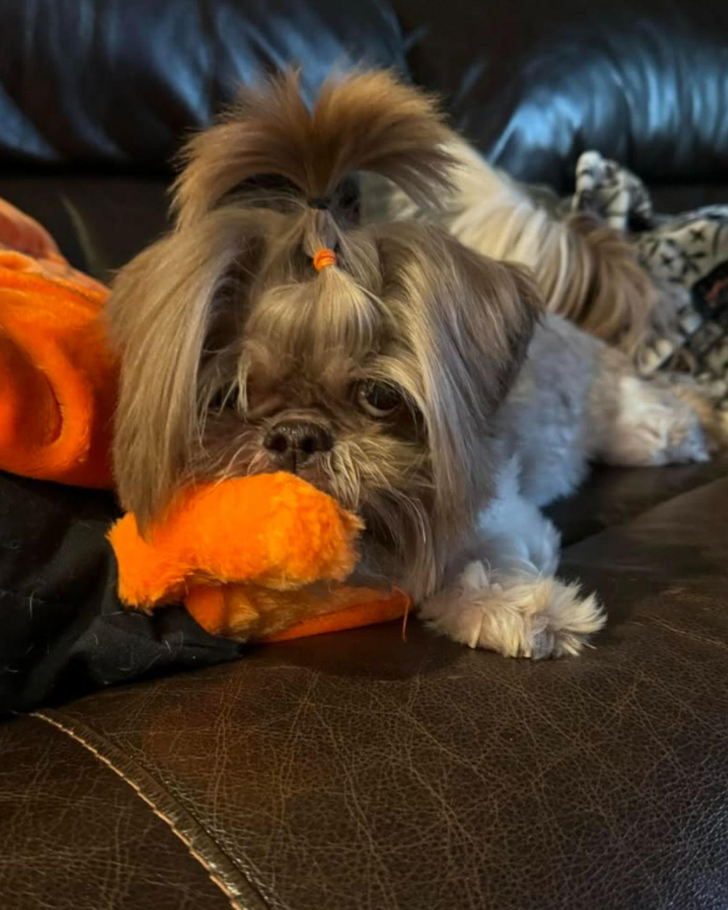 dog with haircut on couch