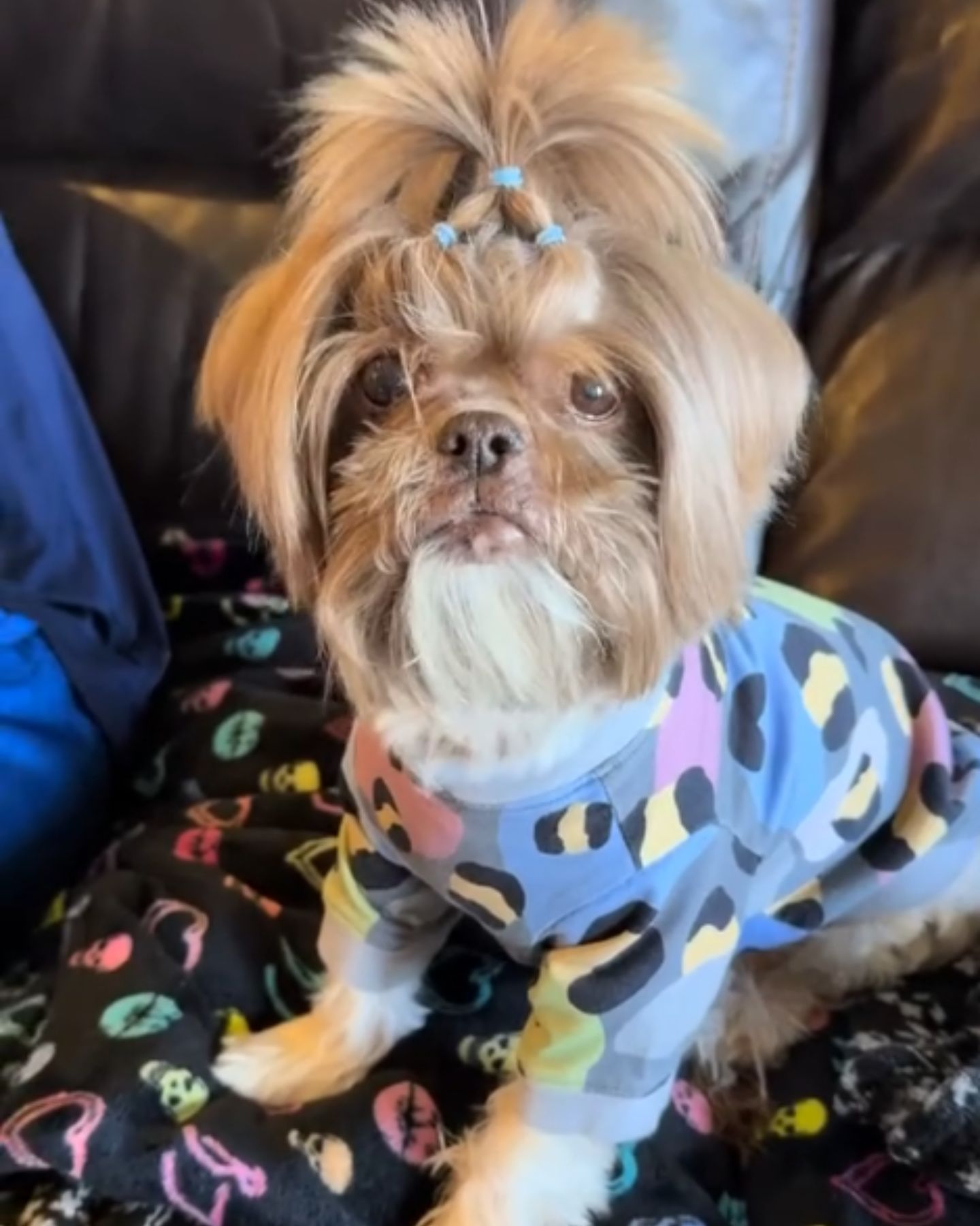 dog with haircut
