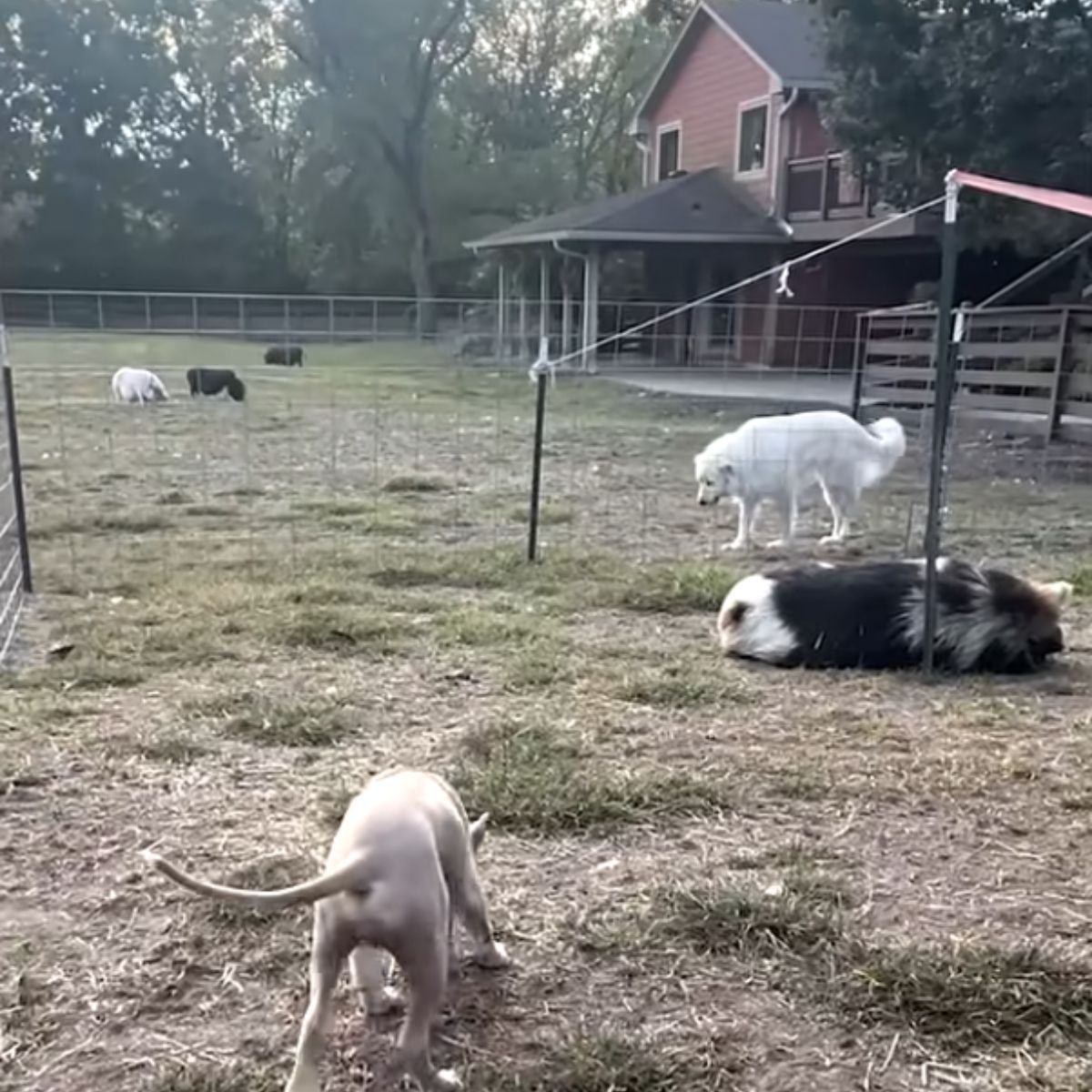 dog with other animals