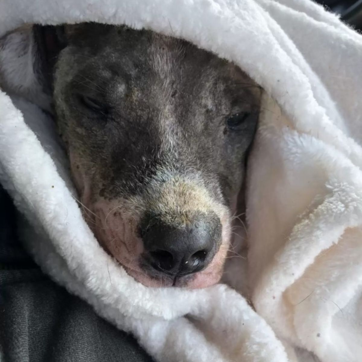 dog wrapped in a towel