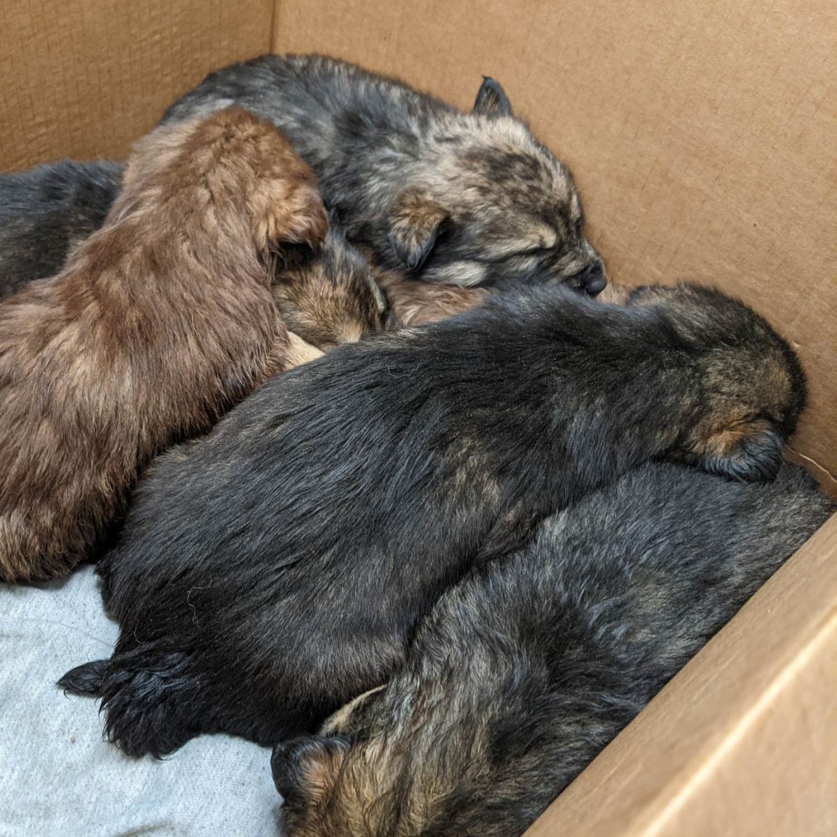 dogs babies sleeping in box