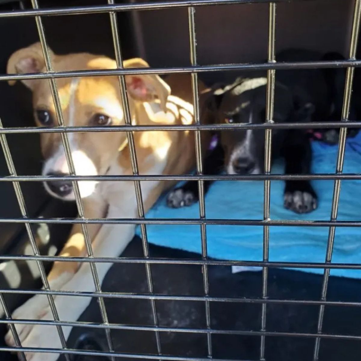 dogs in a kennel