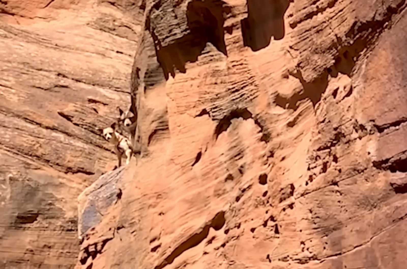 dogs on cliff