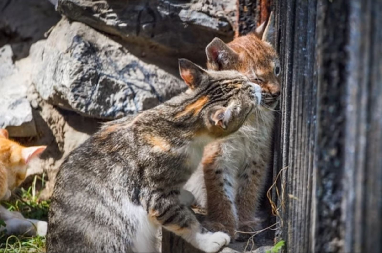 domestic cat adopts orphaned baby lynx