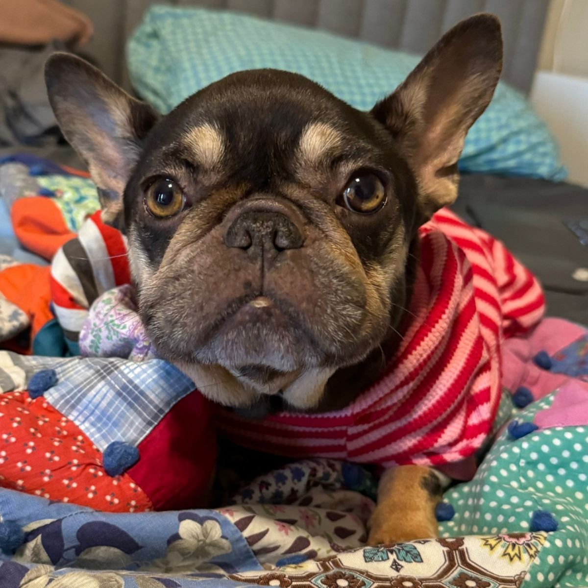 dressed dog