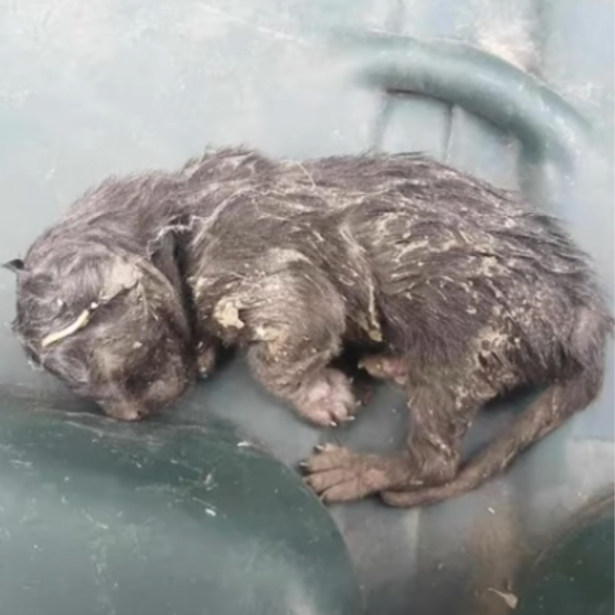 dumped kitten