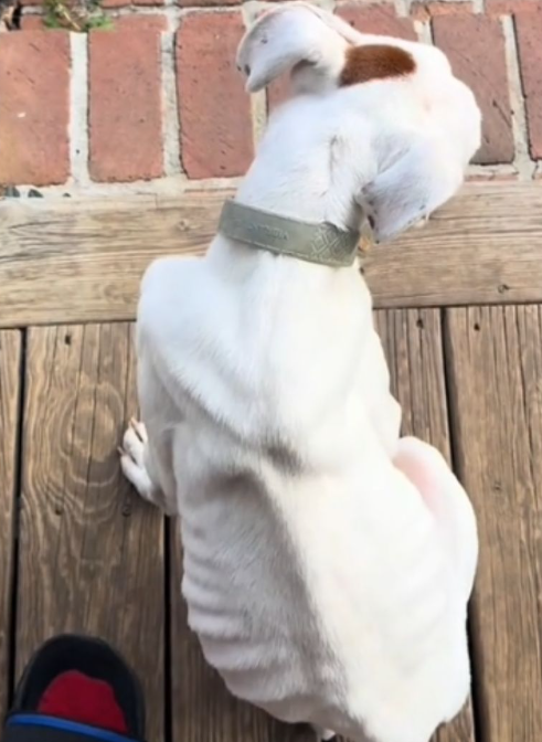 emaciated dog