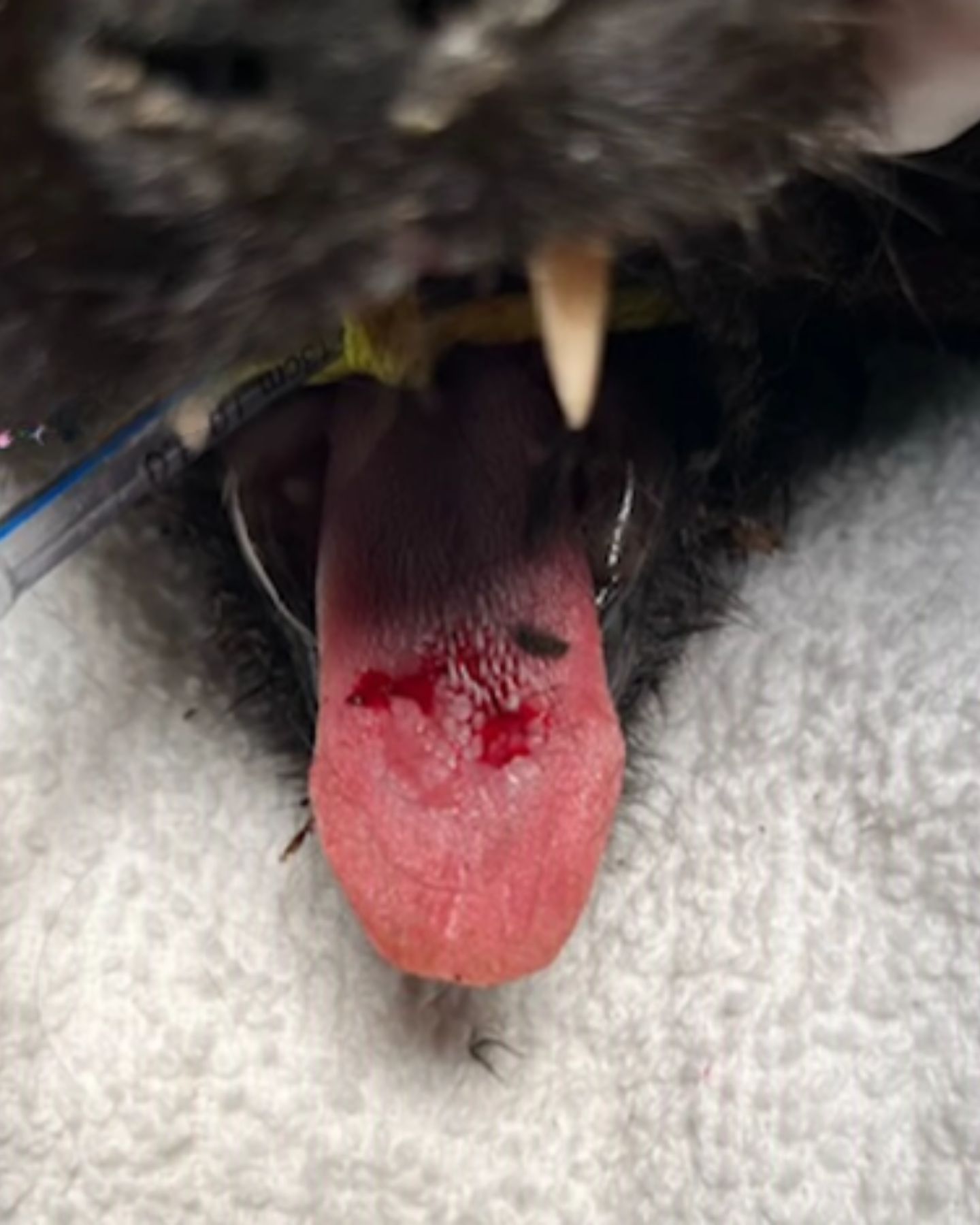 examination of the injured tongue in a cat