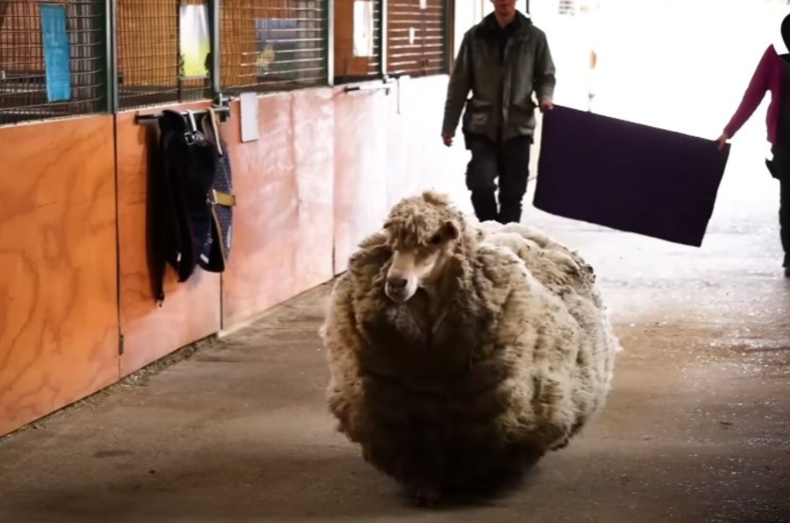 extremely matted sheep walking