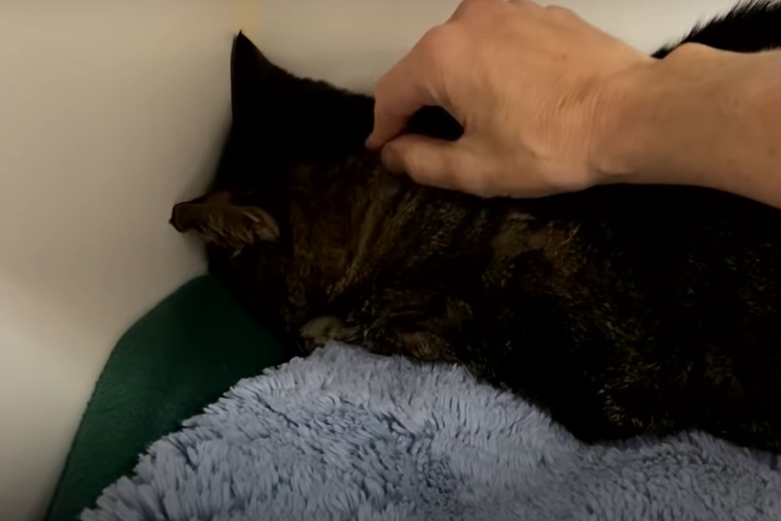 extremely shy cat