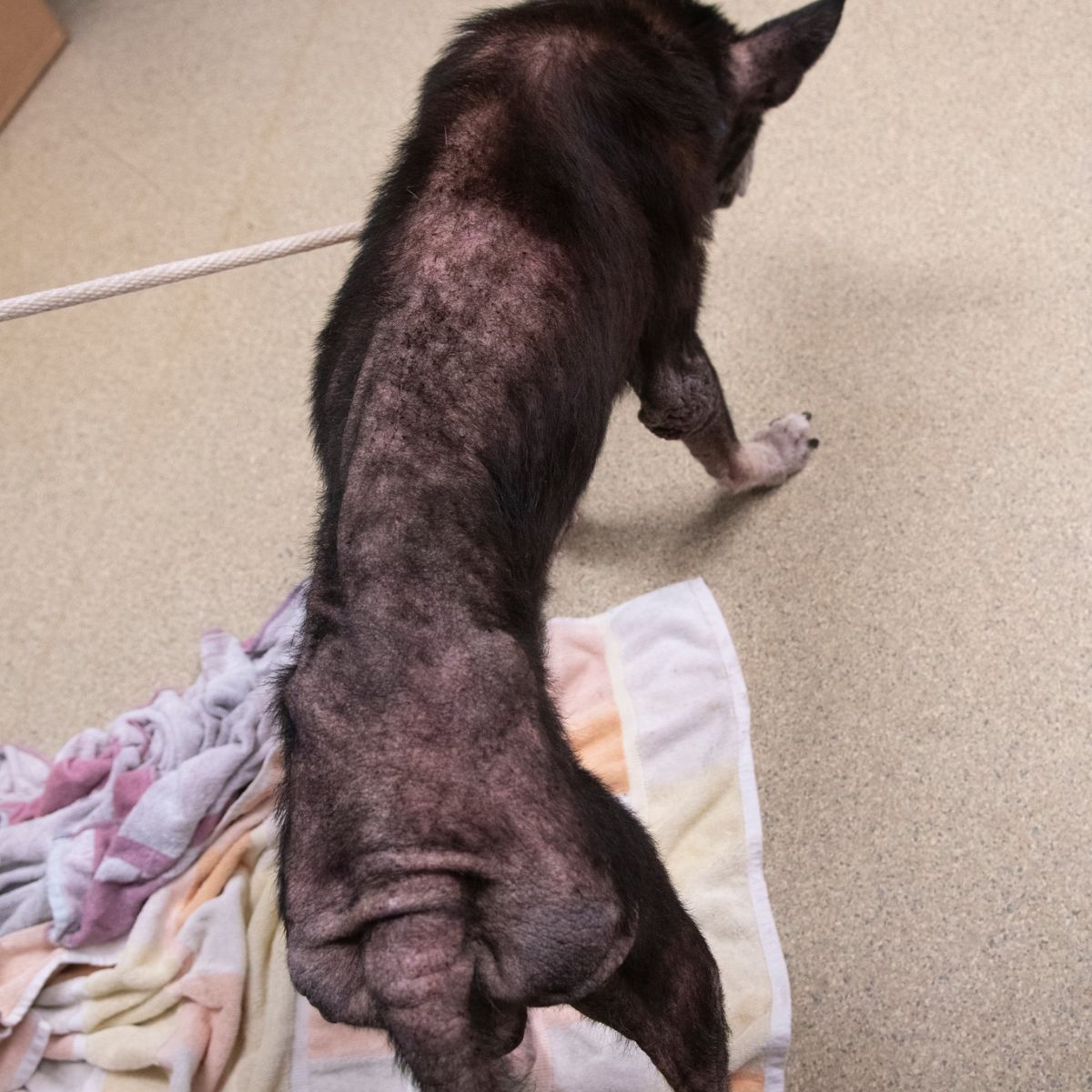 extremely skinny senior dog