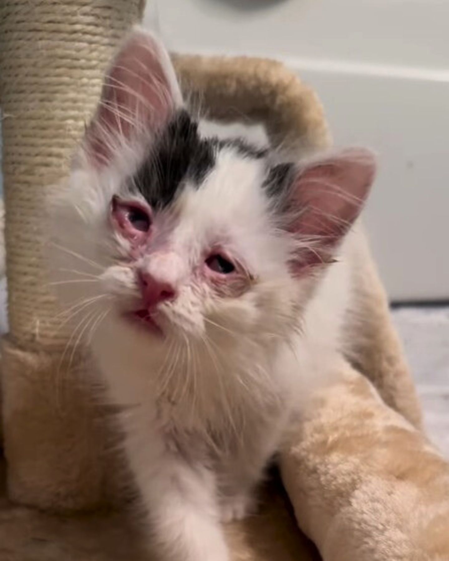 eyes infection of little kitten