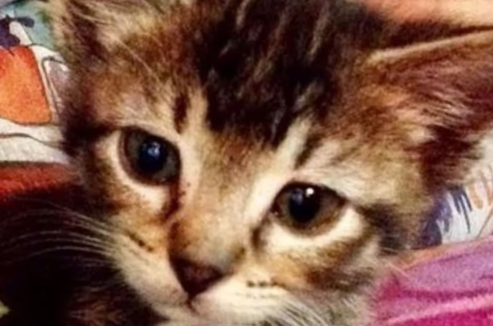 eyes of a little kitten