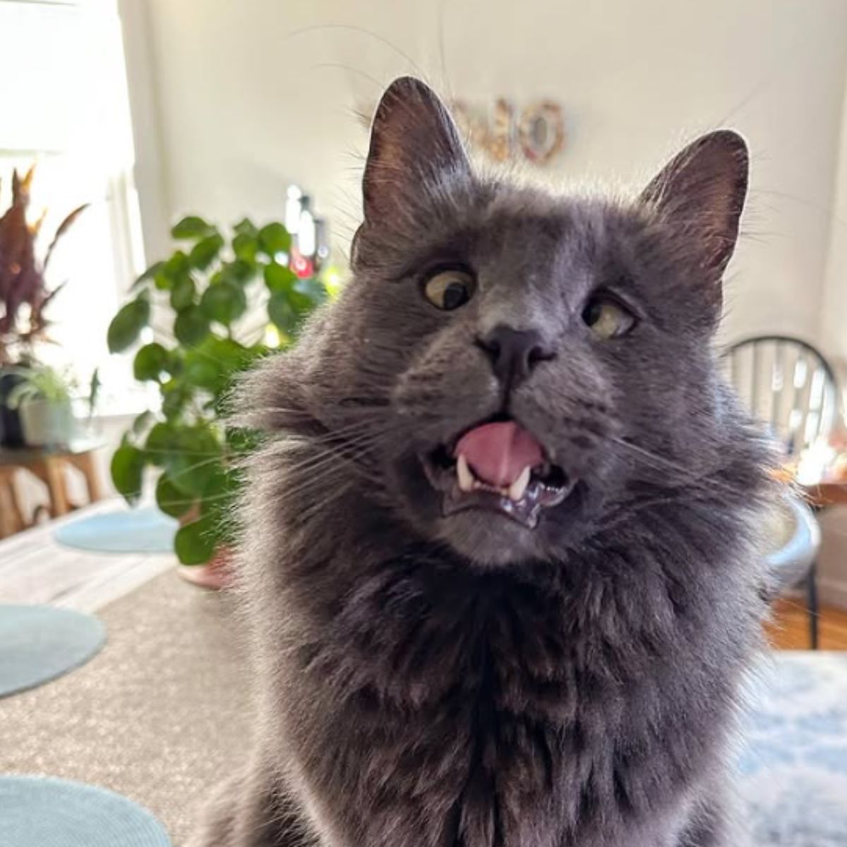 face of a blind cat
