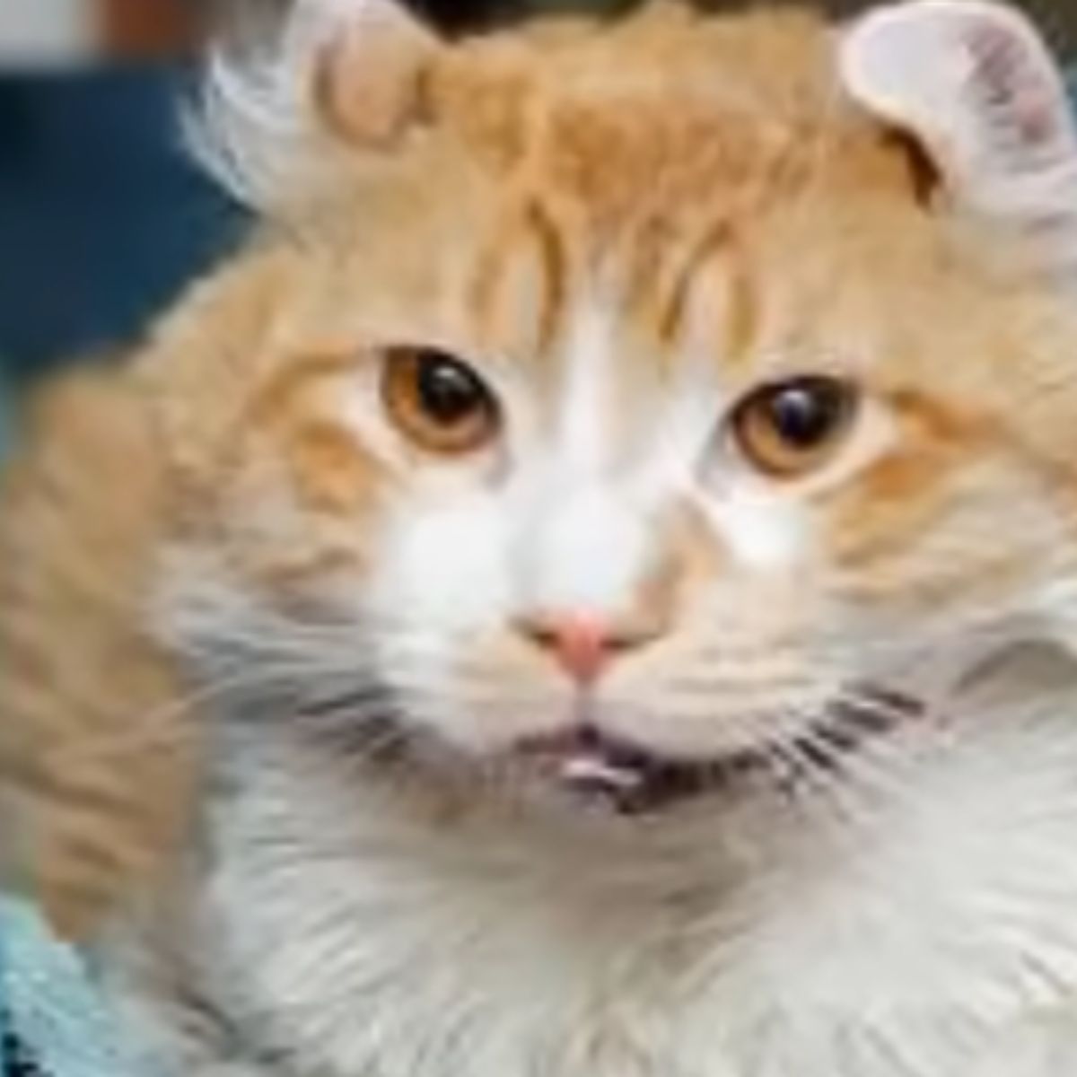 face of an orange cat