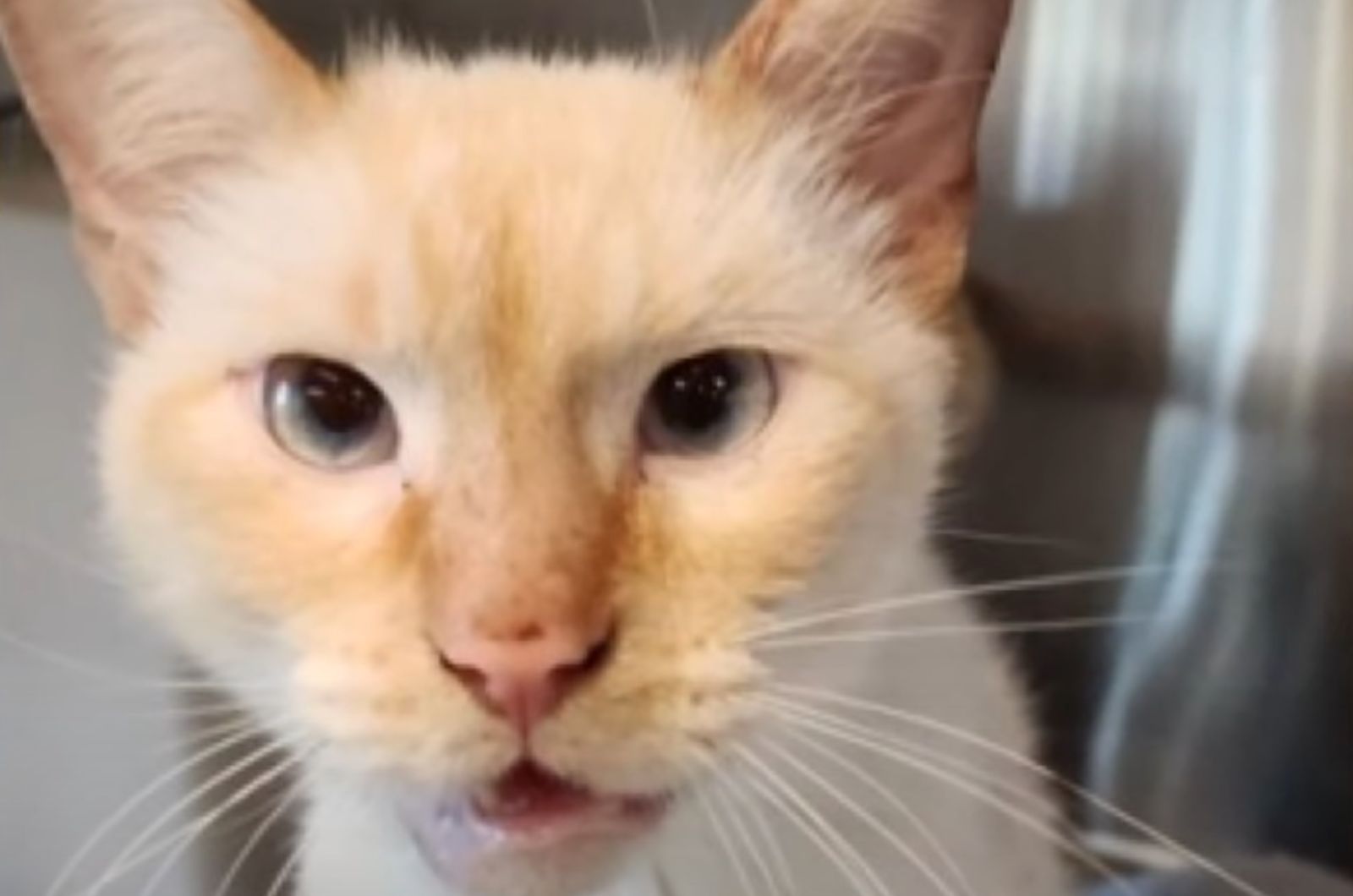 face of kitten