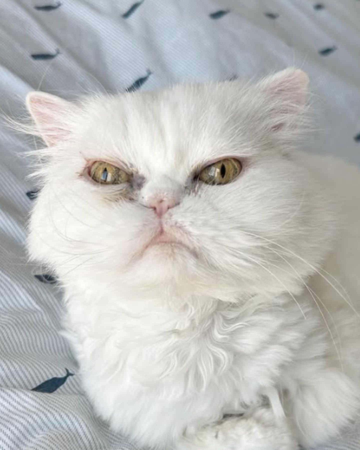 face of senior white cat