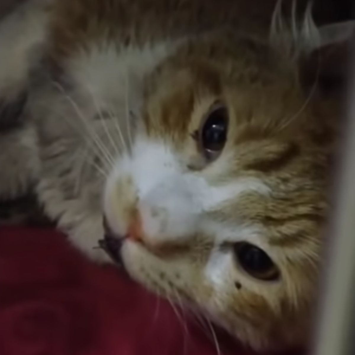 faces of a happy and scared cat