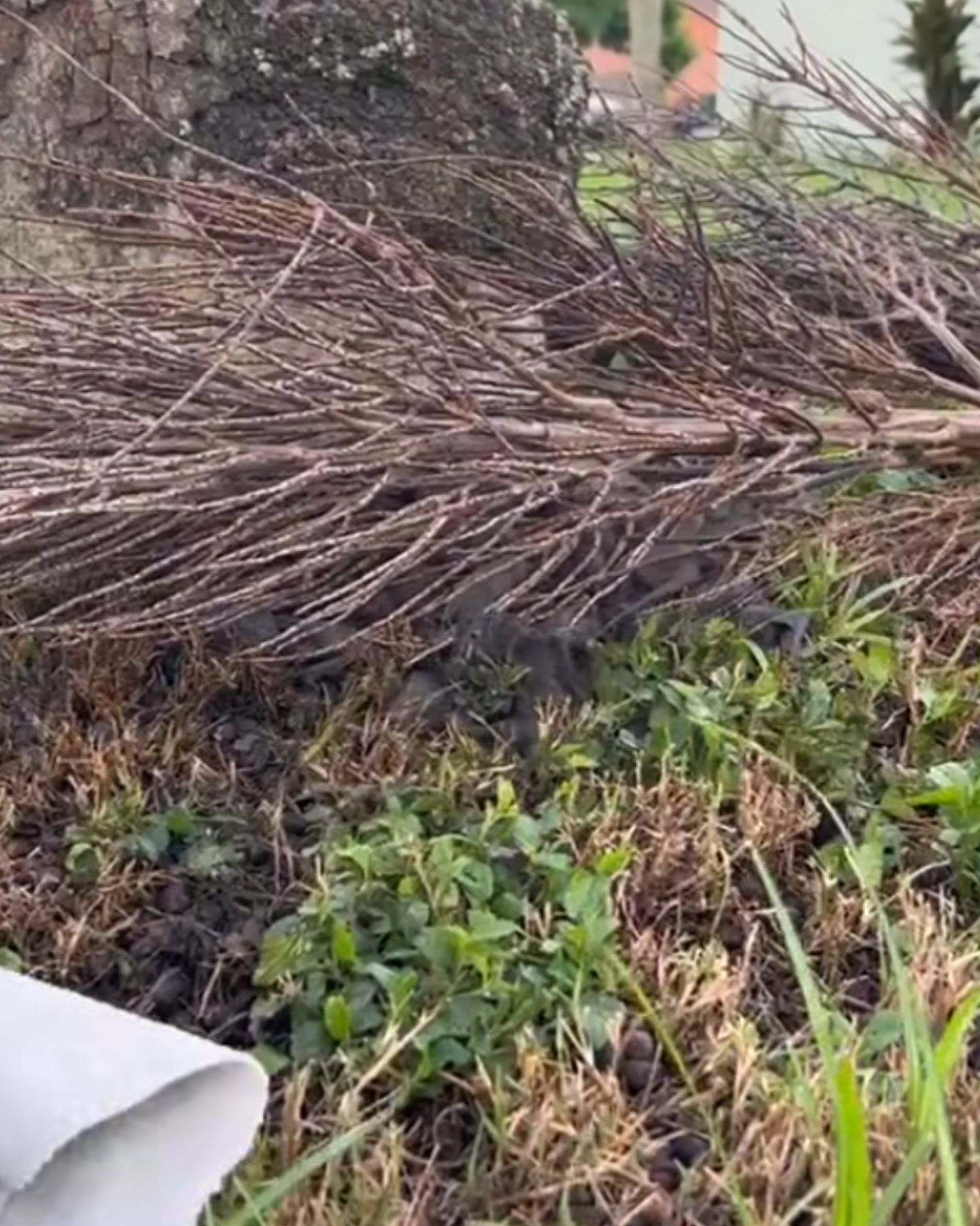 fallen palm tree