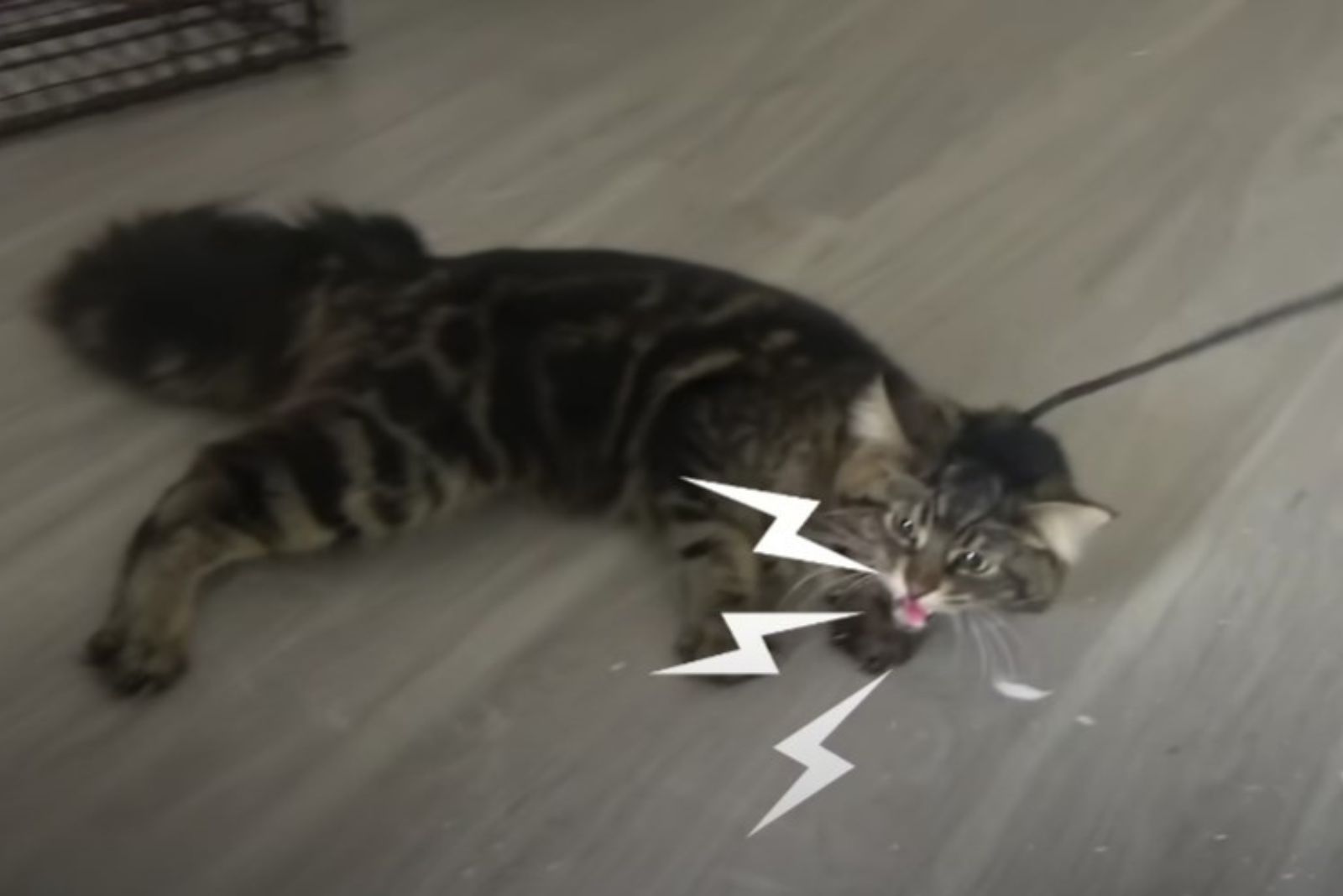 feral cat hissing